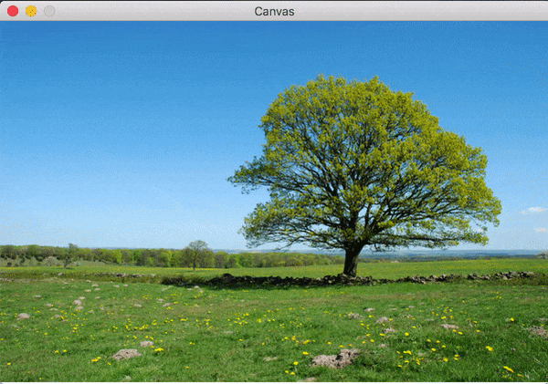 This animation shows an image of a tree being reduced in size via the seam carving algorithm.